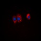 Anti-PI3K p85 alpha/p55 gamma (pY467/199) Antibody